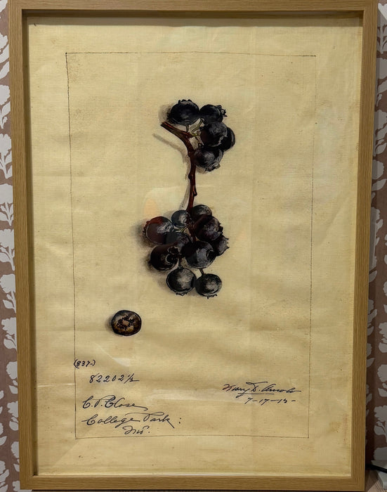 Framed Vintage fruit on linen
