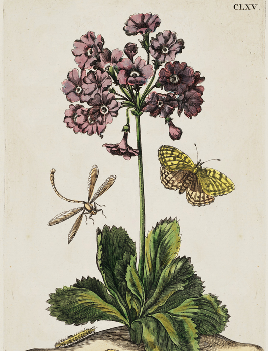 Botanical gift card illustrations