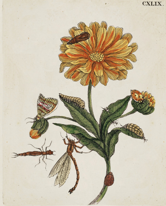 Botanical & vintage images gift cards