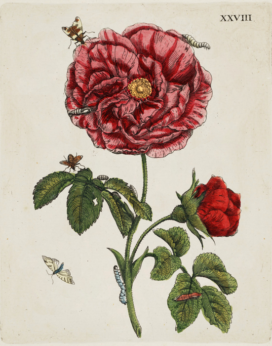 Botanical gift card illustrations
