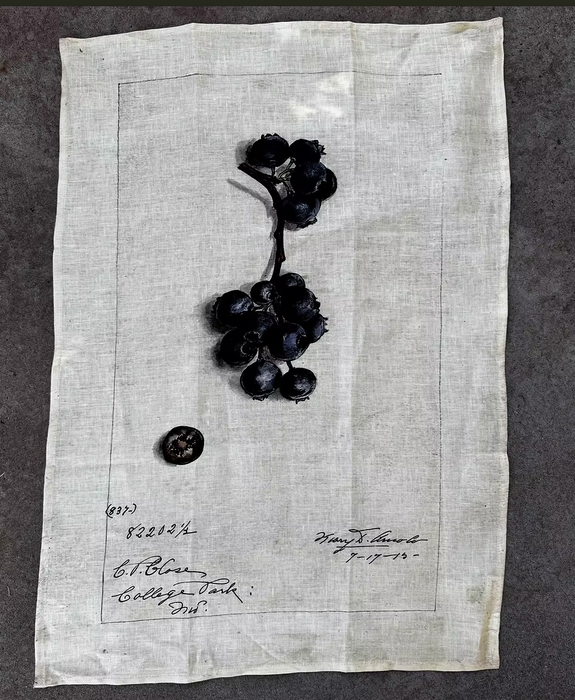 Vintage printed tea towels