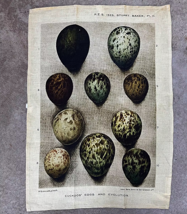 Barbara O'Donovan vintage printed tea towels, alternate view