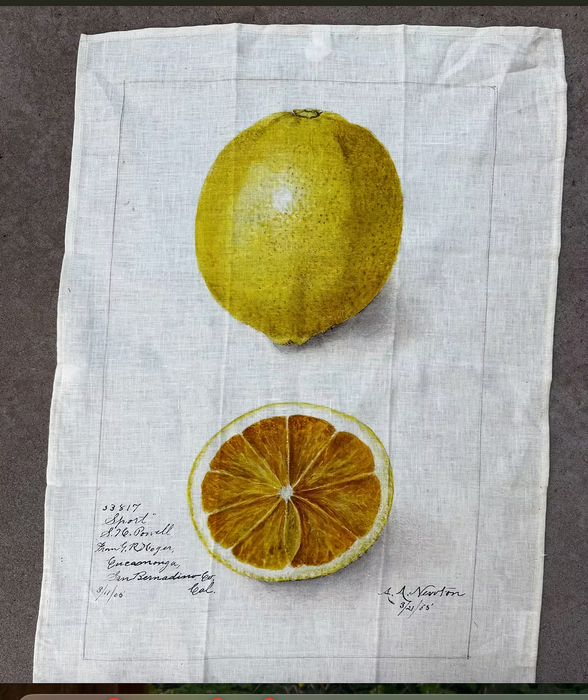 Barbara O'Donovan vintage printed tea towels in lemon