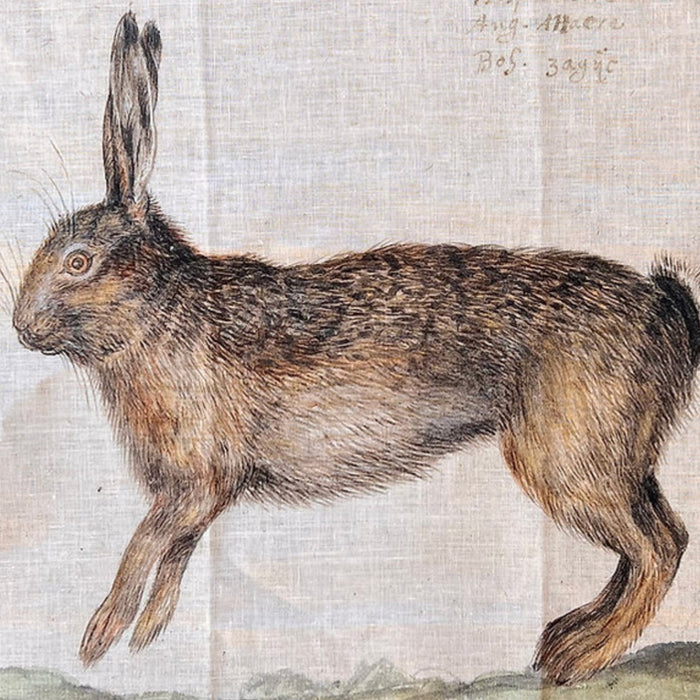 Close-up of the vintage natural history hare illustration on a Barbara O'Donovan XL linen tea towel, showing the linen weave and handwritten script