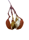 Emma Davies leaf pods, pod 4: 3 rust, 2 ochre, 1 ivory