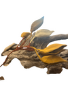 Emma Davies leaf pods, pod 6: 5 ochre, 1 ivory