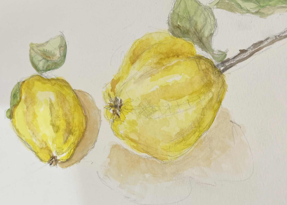 Quince study