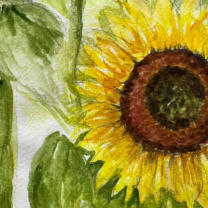Sunflower study