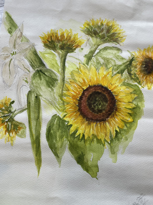 Sunflower study