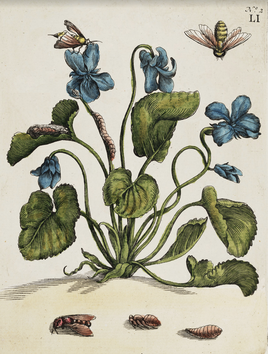 Botanical & vintage images gift cards