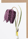 Laura Stoddart illustrated greetings card, alternate design